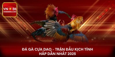 Đá gà cựa dao - Trận đấu kịch tính hấp dẫn nhất 2025